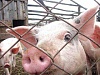 О вспышке африканской чумы свиней в Краснодарском крае