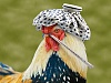 О  мерах по недопущению заноса гриппа птиц (рекомендации населению)